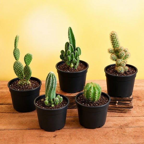 Top 5 Desert Warrior Cacti
