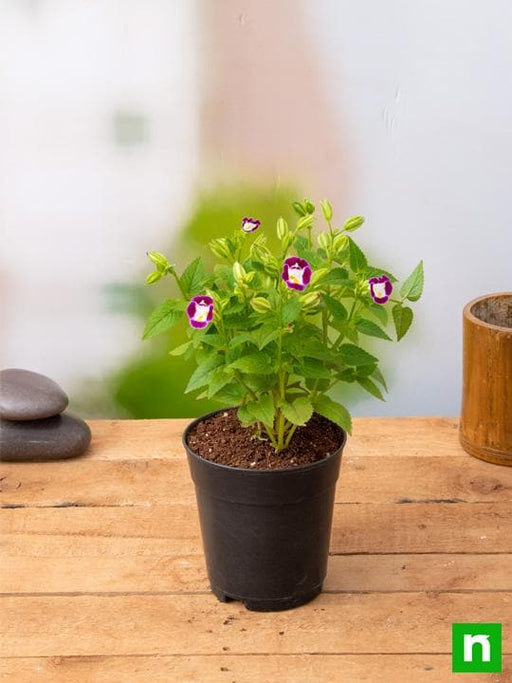 Wishbone Flower Mixed - 5" Pot