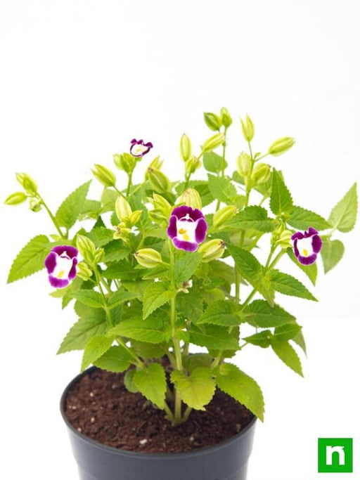 Wishbone Flower Mixed - 6" Grow bag