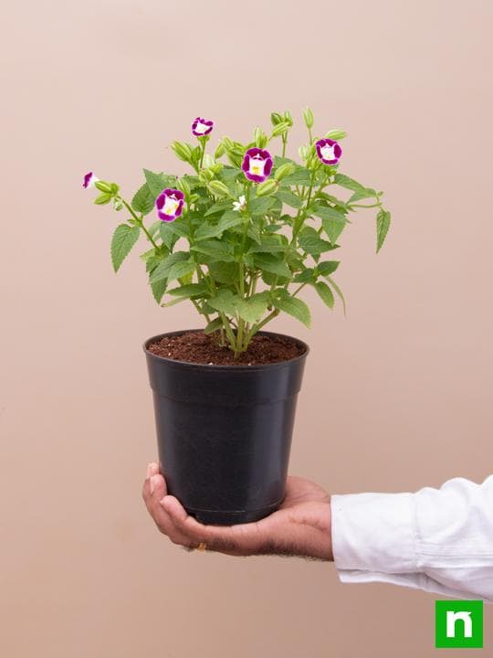 Wishbone Flower Purple - 6" Pot