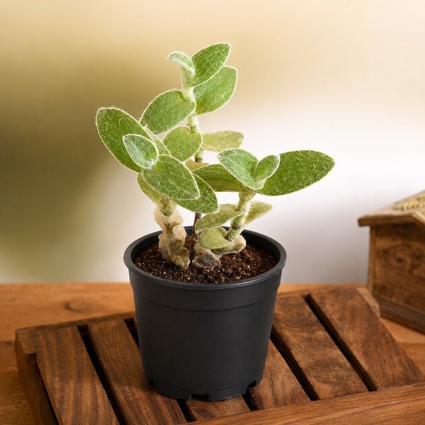 Tradescantia sillamontana - Succulent - 3" Pot