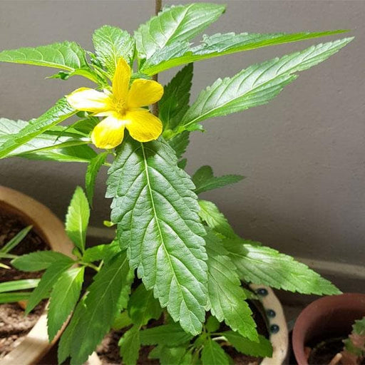 Turnera Ulmifolia Yellow - 6" Grow bag
