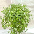 Turtle vine - 7" Hanging basket