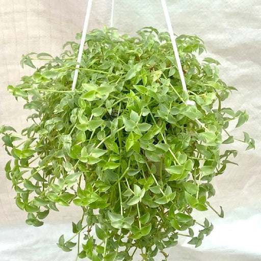 Turtle vine - 7" Hanging basket