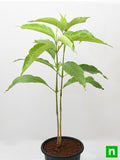 Adusa - 8" Pot