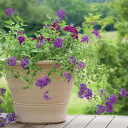 Verbena Purple - 6" Grow bag