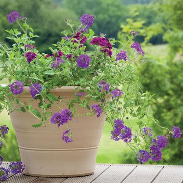 Verbena Purple - 6" Grow bag