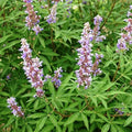 Vitex negundo - 6" Grow bag
