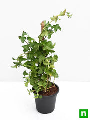 Wedelia - 5" Pot