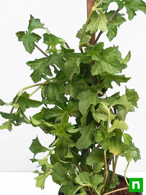 Wedelia - 6" Grow bag