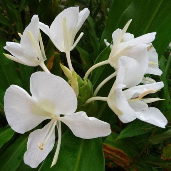 White Ginger Lily - 10" Grow bag