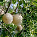 Wood Apple - 10" Grow bag