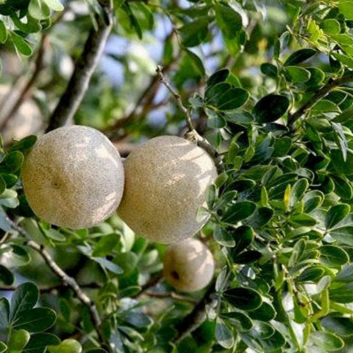 Wood Apple - 10" Grow bag