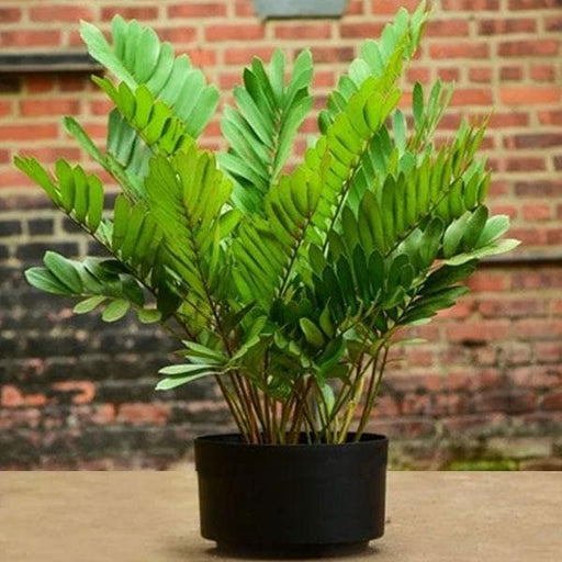 Cardboard Palm - 5" Pot