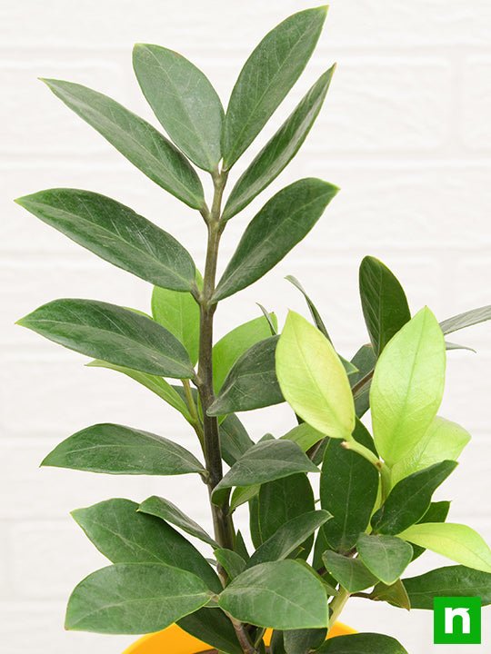 ZZ Plant - 12" Pot
