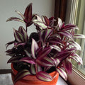 Wandering Jew Variegated - 5" Pot