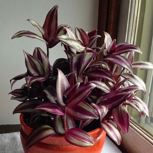 Wandering Jew Variegated - 5" Pot
