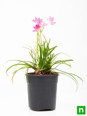 Rain Lily Pink - 5" Pot
