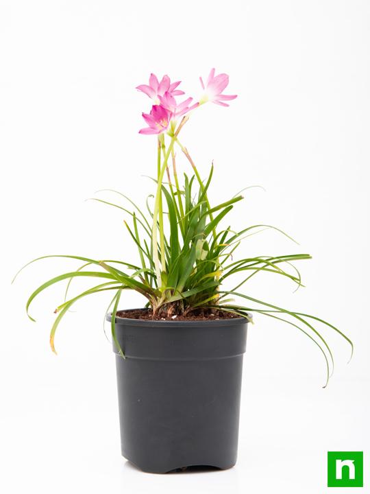 Rain Lily Pink - 5" Pot