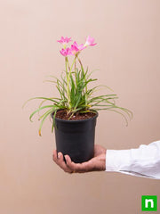 Rain Lily Pink - 5" Pot