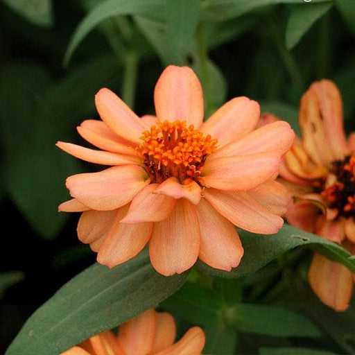 Zinnia Orange - 6" Pot