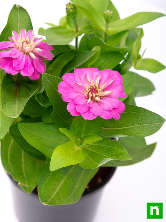Zinnia Mixed - 5" Pot