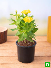 Zinnia Mixed - 5" Pot