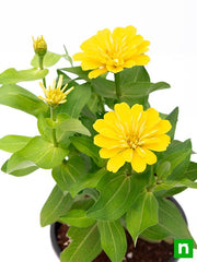 Zinnia Mixed - 5" Pot