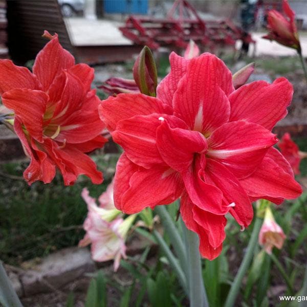 Amaryllis Lily Double Mixed - 5" Pot