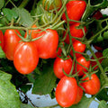 Tomato Imported UC 82 - Heirloom Vegetable Seeds