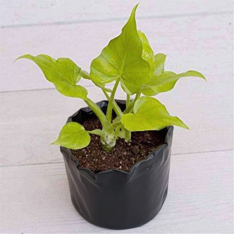 Philodendron Selloum Golden