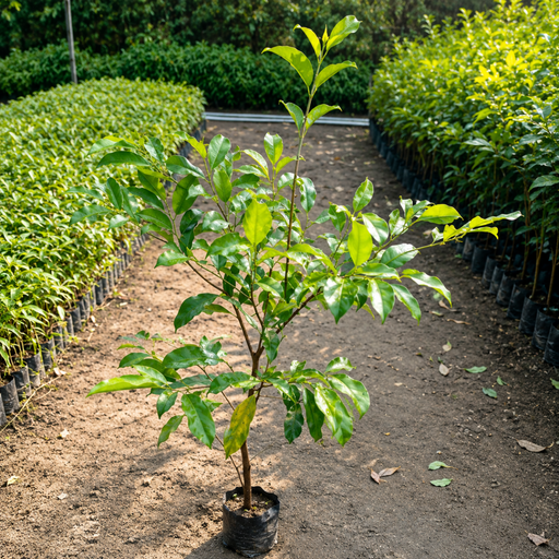 Bakul - 10" Grow bag