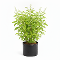Rama Tulsi - 6" Grow bag