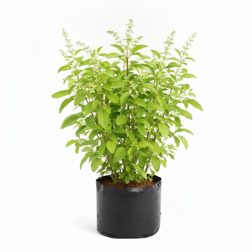 Rama Tulsi - 10" Grow bag