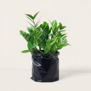 ZZ Plant Black