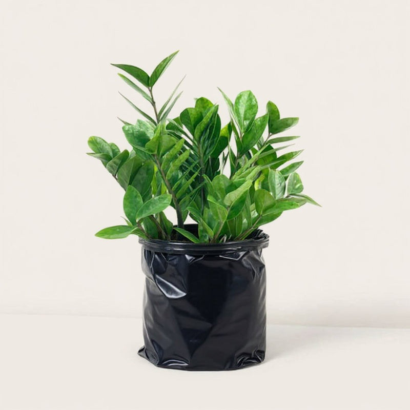 ZZ Plant Black
