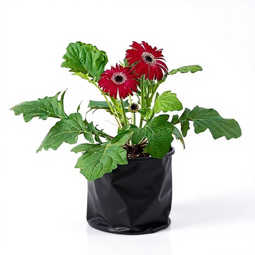 Gerbera Red - 6" Grow bag
