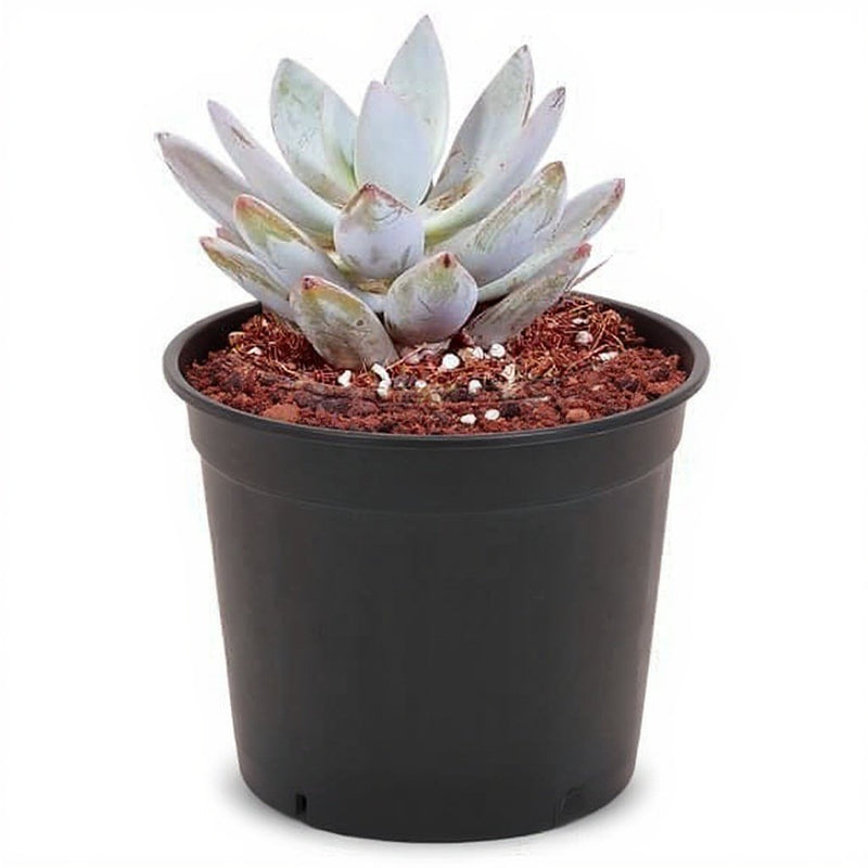 Echeveria Blue - 3" Pot