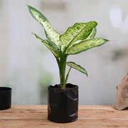 Dieffenbachia Amoena Tropic Snow