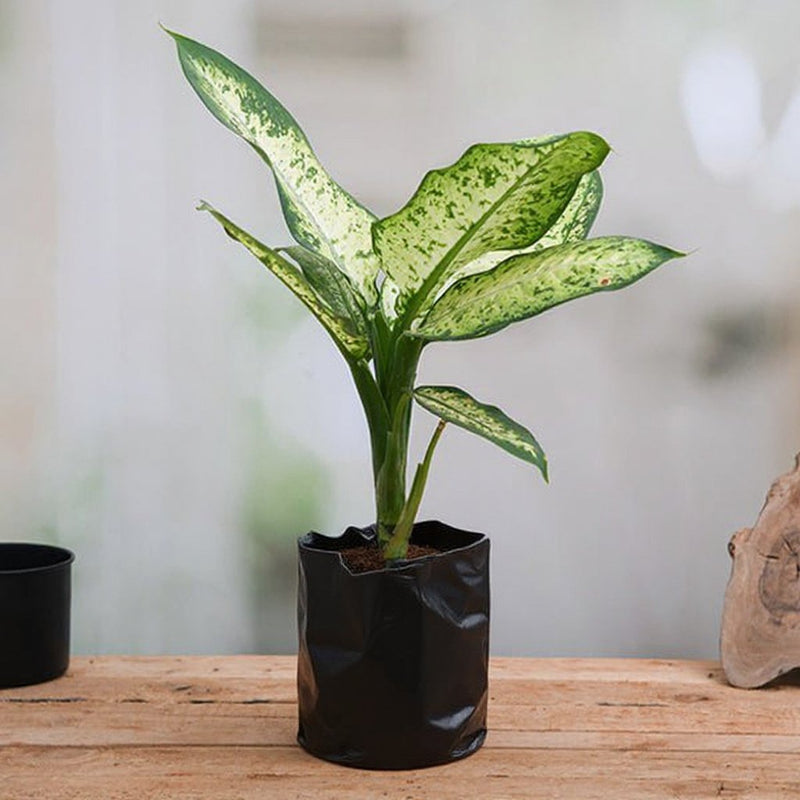 Dieffenbachia Amoena Tropic Snow