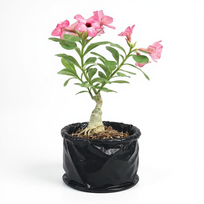 Desert Rose Pink