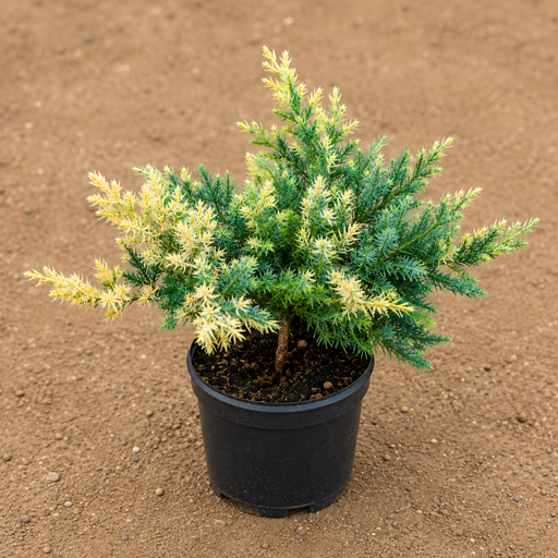 Juniper Variegated - 6" Pot