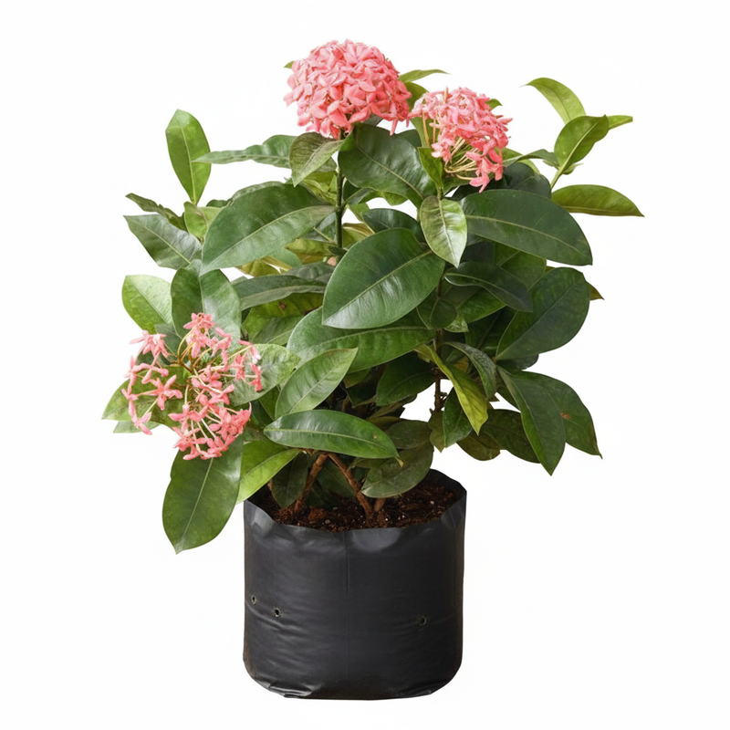 Ixora Pink - 10" Grow bag
