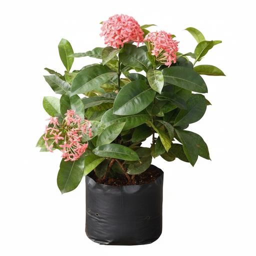 Ixora Pink - 10" Grow bag