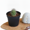 Notocactus rutilans - Cactus - 3" Pot