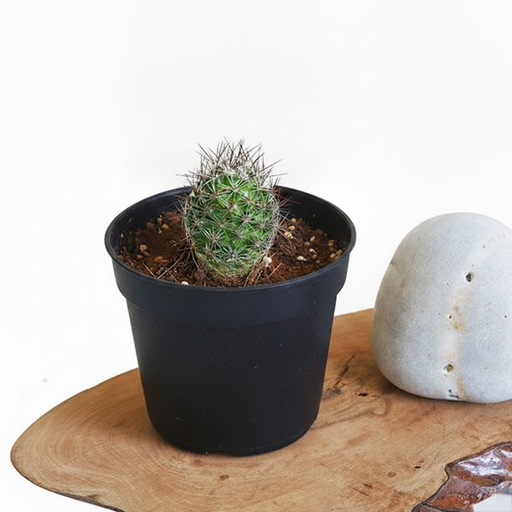 Notocactus rutilans - Cactus - 3" Pot