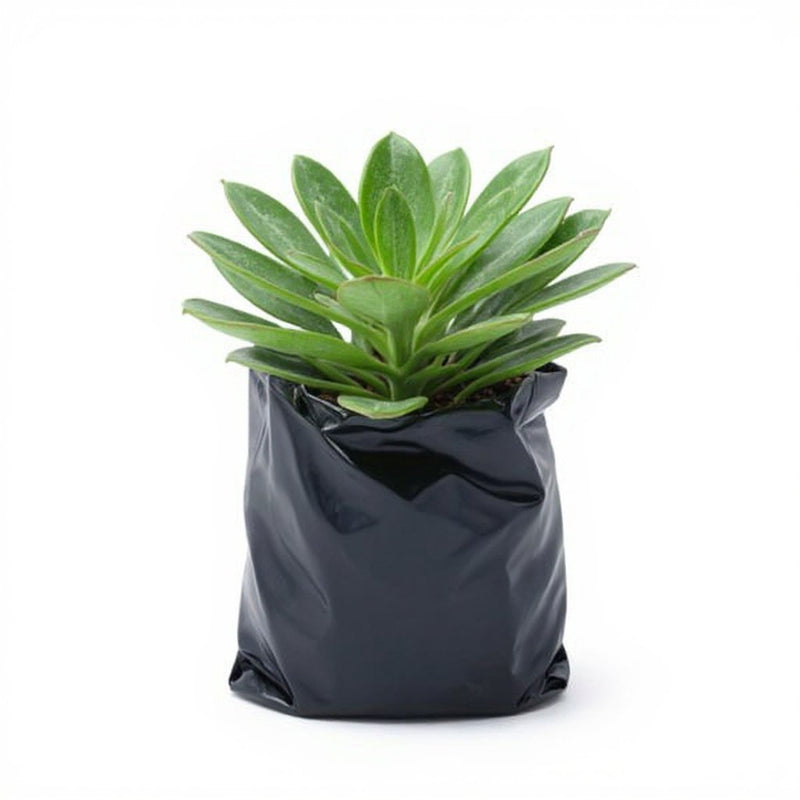 Jade Plant, Crassula ovata