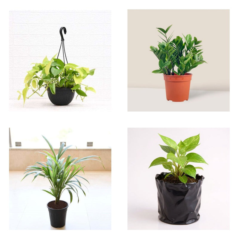Office Four - Set of 4 Indoor Office Plants