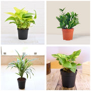 Office Four - Set of 4 Indoor Office Plants