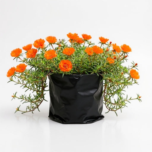 Portulaca 9 O' Clock Orange - 6" Grow bag